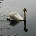Swimming swan
